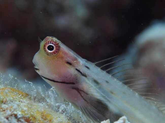 イシガキカエルウオ（ギンポじゃないよね？あってるよね？）