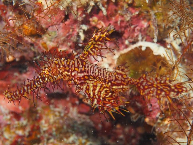 ニシキフウライウオ