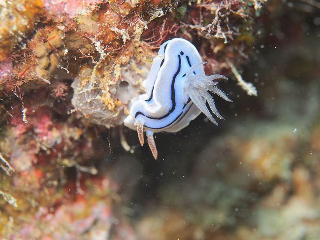 ミゾレウミウシ<br />