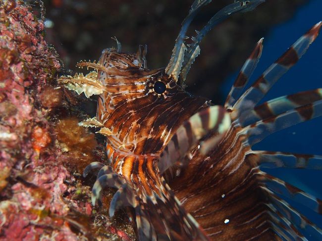 そしてラストダイブはミノカサゴ宮殿！！<br />えーミノカサゴ！？伊豆で何回も見たよ〜！と思ったけど<br />大群でいるとそれはそれで迫力がありました！<br />
