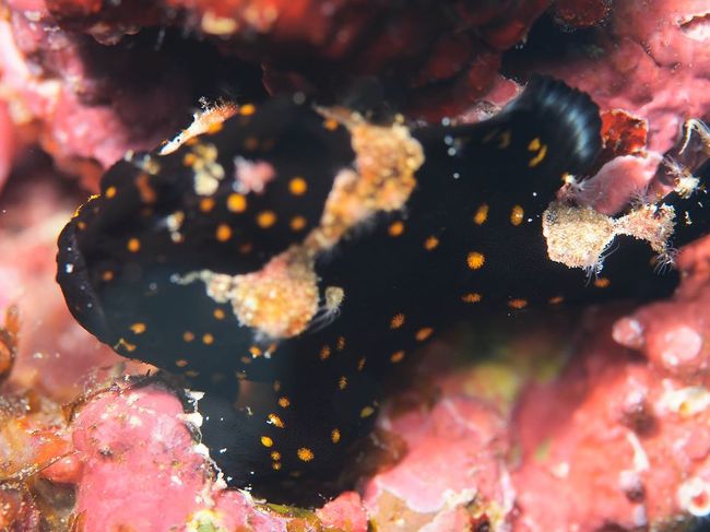 クマドリカエルアンコウ（幼魚）<br />そしてラストダイブでとんでもないものを撮ってしまいました。