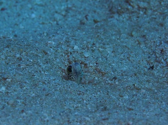 チンアナゴ<br />石垣のチンアナゴは近くまで寄ってもひっこまないいい子でした