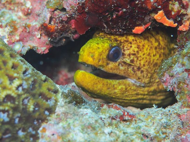 ヘリゴイウツボ<br />