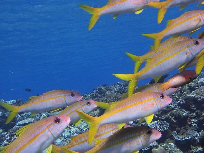 洞窟を出ると大量のアカヒメジ<br />黄色いのに赤とはこれいかに。