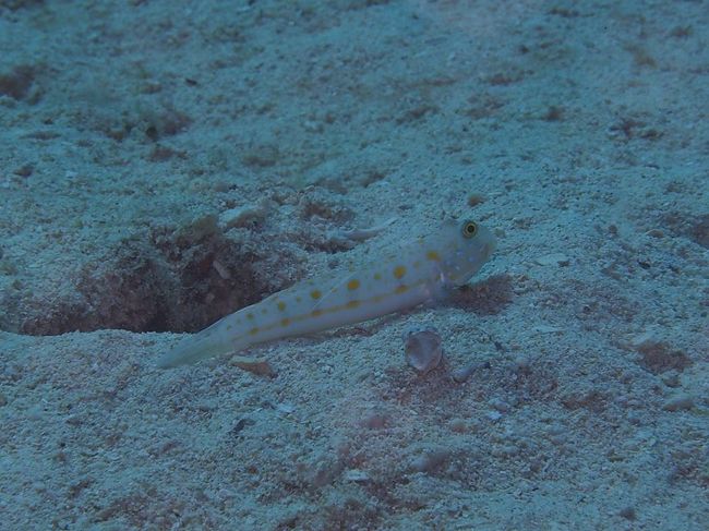 オトメハゼがいたので写真を撮ってたら