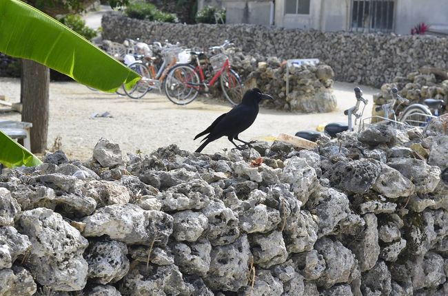 そういえばカラスが多かったな。