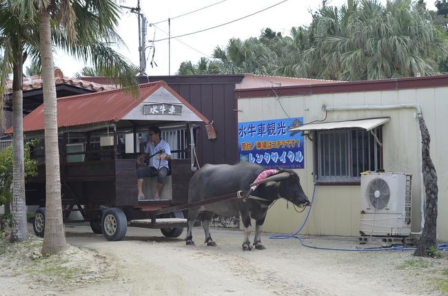 竹富島名物水牛車