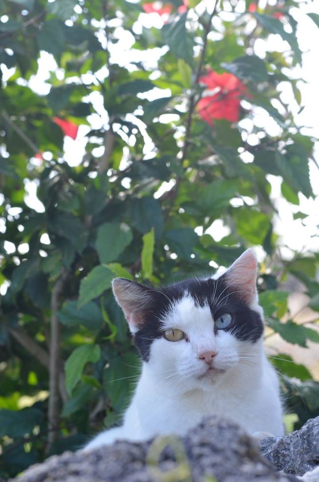 オッドアイなにゃんにゃん<br /><br /><br />あまりにも暑かったので一回宿に戻ったら寝てしまったらしく起きたら夕方。<br />すると縁側に何人かの宿泊客が！<br />しかし意外に人見知りの私は声をかけられず（ ＾ω＾）<br /><br />そのまま西桟橋から見える夕日を見にいく。<br />