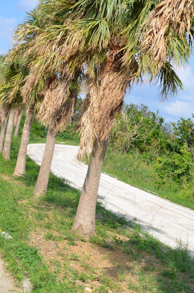 そのまま島内ブラブラ