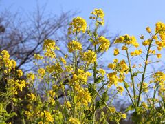 吾妻山の菜の花