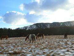 14：00　尻屋崎　アタカ

ここアタカは寒立馬（かんだちめ）の越冬放牧地。
寒立馬は尻屋埼の防風林に囲まれたこの半島で冬の間を過ごす。

寒立馬とその生息地は青森県の天然記念物。


駐車スペース有り
（仮設トイレ有り）