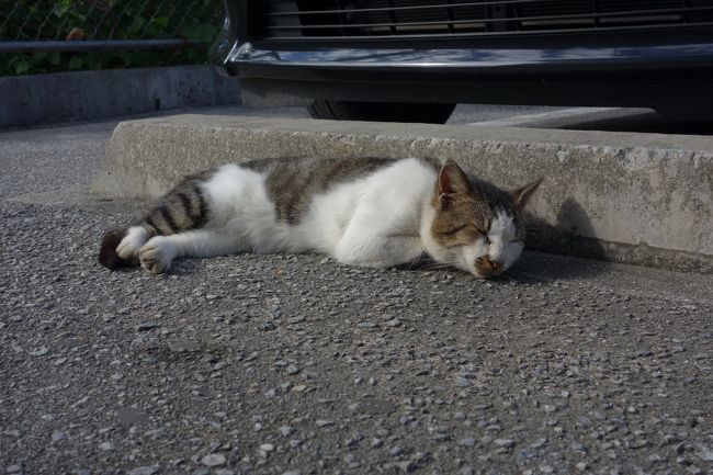 夜のANA便で羽田に戻り、旅は終了です。<br />八重山諸島、もう一度行きたい場所になりました。