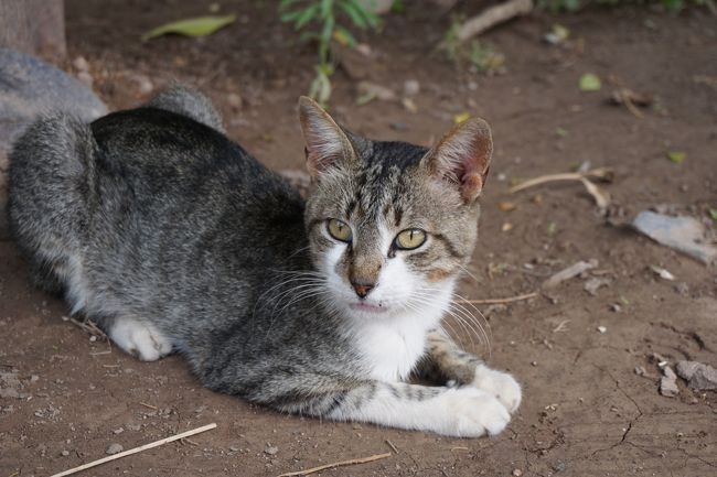 イスラム圏では、人が入り込まないように気遣って写真を撮るのに、疲れます…なので、写真の枚数もちょっぴり少なめ。そのため、猫写真がどうしても増えますね…。