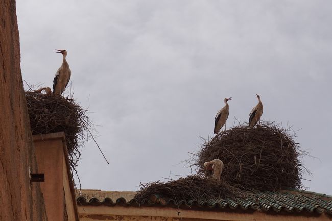 こうのとりがたくさん住み着いている模様。