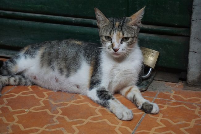 スークの中の猫。スークの中の普通の人々は、とても温かく、外国人である私が猫写真を撮っていると、ニコニコと見守ってくださいました。