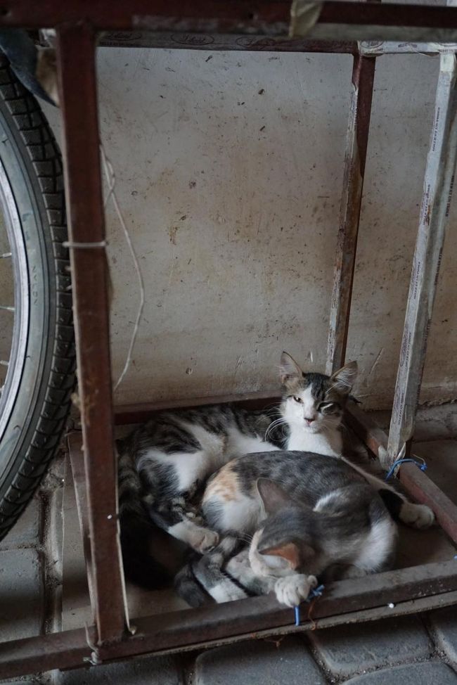 道で見つけた猫ちゃんたち。元気に育つんだよ〜。