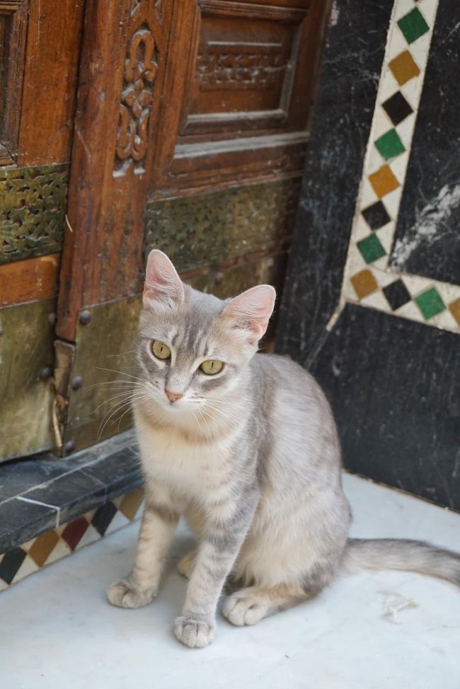 早速、フェズの街を散策に♪<br /><br />道にいた猫さん♪