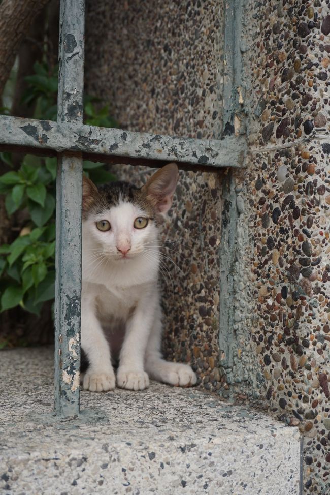 王宮内にいた猫さん。さすが!!品のよいお顔立ち。