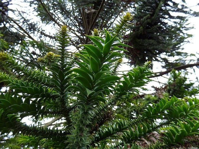 なんだか痛そうなマツ・・・