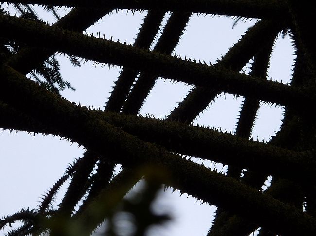 枝をアップしてみると・・・イタタタタ