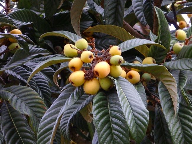 もうビワがなってましたよ！