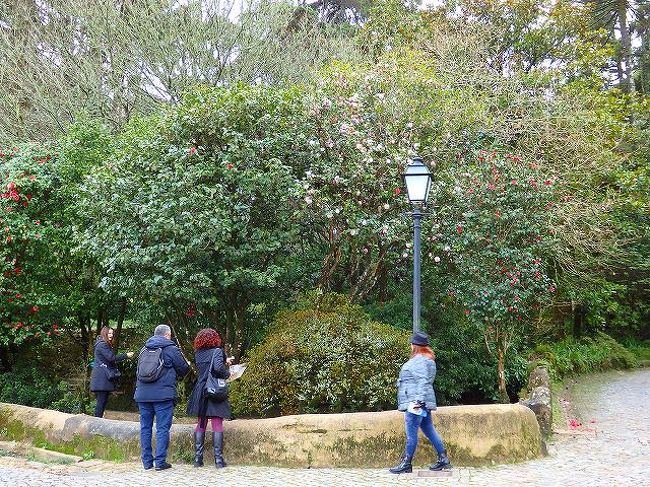林と化してる庭園＠ペーナ宮殿　<br />もとははげ山で、これらの樹木はすべて植えたもの。巨大なフウが多かったり、なかなか樹種が偏ってます。