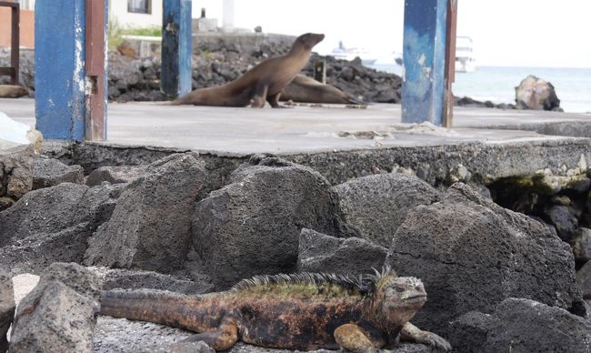 世界一周③ 13 ガラパゴス諸島』ガラパゴス(エクアドル)の旅行記 世界一周③ 13 ガラパゴス諸島』ガラパゴス(エクアドル)の旅行記