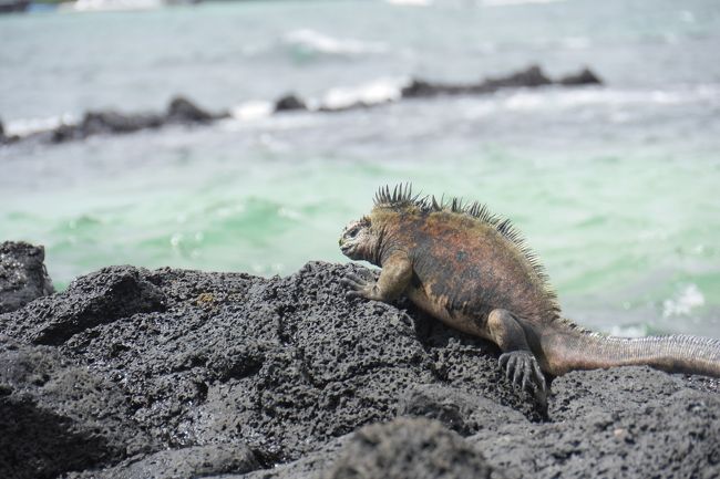 世界一周③ 13 ガラパゴス諸島』ガラパゴス(エクアドル)の旅行記 世界一周③ 13 ガラパゴス諸島』ガラパゴス(エクアドル)の旅行記