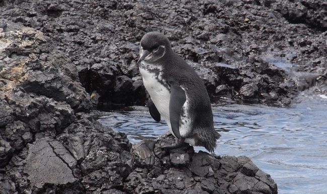 世界一周③ 13 ガラパゴス諸島』ガラパゴス(エクアドル)の旅行記 世界一周③ 13 ガラパゴス諸島』ガラパゴス(エクアドル)の旅行記