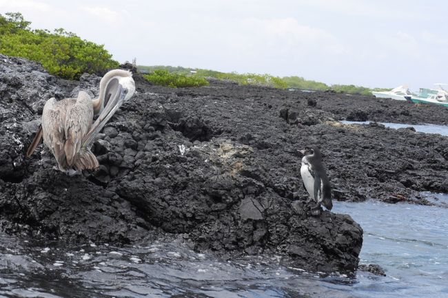 世界一周③ 13 ガラパゴス諸島』ガラパゴス(エクアドル)の旅行記 世界一周③ 13 ガラパゴス諸島』ガラパゴス(エクアドル)の旅行記