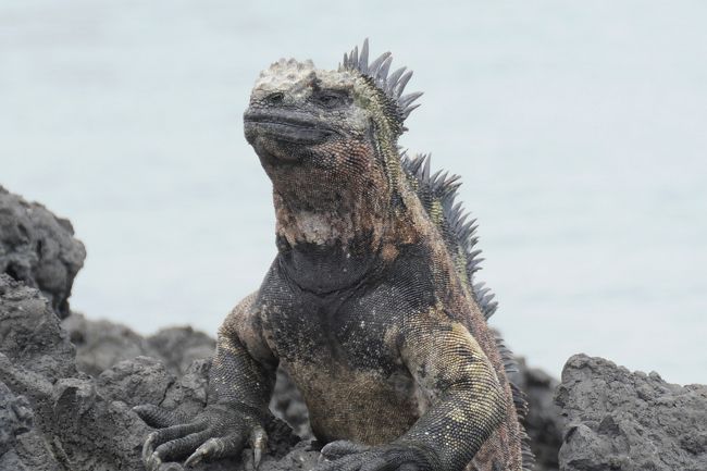 世界一周③ 13 ガラパゴス諸島』ガラパゴス(エクアドル)の旅行記 世界一周③ 13 ガラパゴス諸島』ガラパゴス(エクアドル)の旅行記