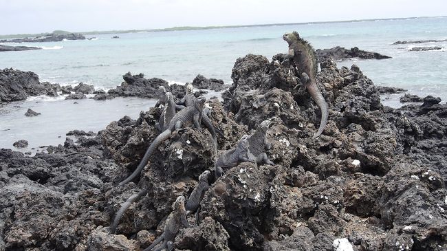 世界一周③ 13 ガラパゴス諸島』ガラパゴス(エクアドル)の旅行記 世界一周③ 13 ガラパゴス諸島』ガラパゴス(エクアドル)の旅行記