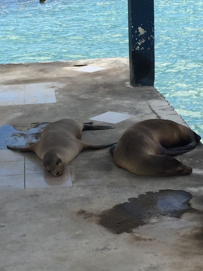 世界一周③ 13 ガラパゴス諸島』ガラパゴス(エクアドル)の旅行記 世界一周③ 13 ガラパゴス諸島』ガラパゴス(エクアドル)の旅行記