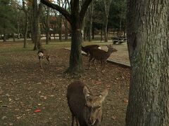 朝食後、歩いて奈良公園へ。鹿がいてテンション上がる。
オスは10月くらいに角を切られるようで（怪我防止のためらしい）、角のある鹿は見かけなかった。