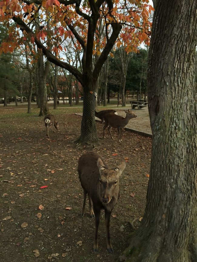 朝食後、歩いて奈良公園へ。鹿がいてテンション上がる。<br />オスは10月くらいに角を切られるようで（怪我防止のためらしい）、角のある鹿は見かけなかった。