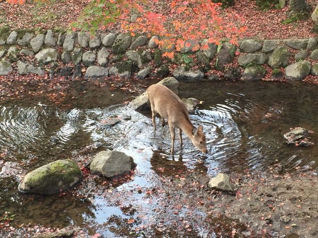 小川に水を飲みに来た鹿。まだ子供みたい。