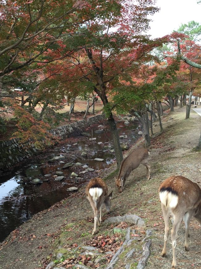 鹿のお尻。カワイイ〜