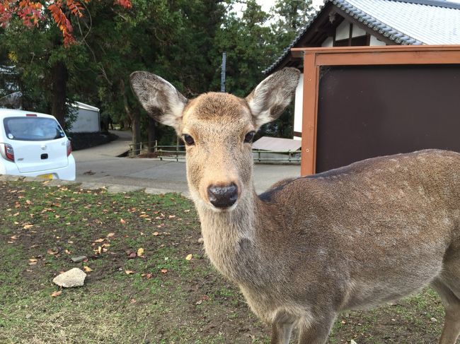 二月堂近くにいた鹿。カメラ目線で写真を撮らせてくれた。カワイイなあ〜