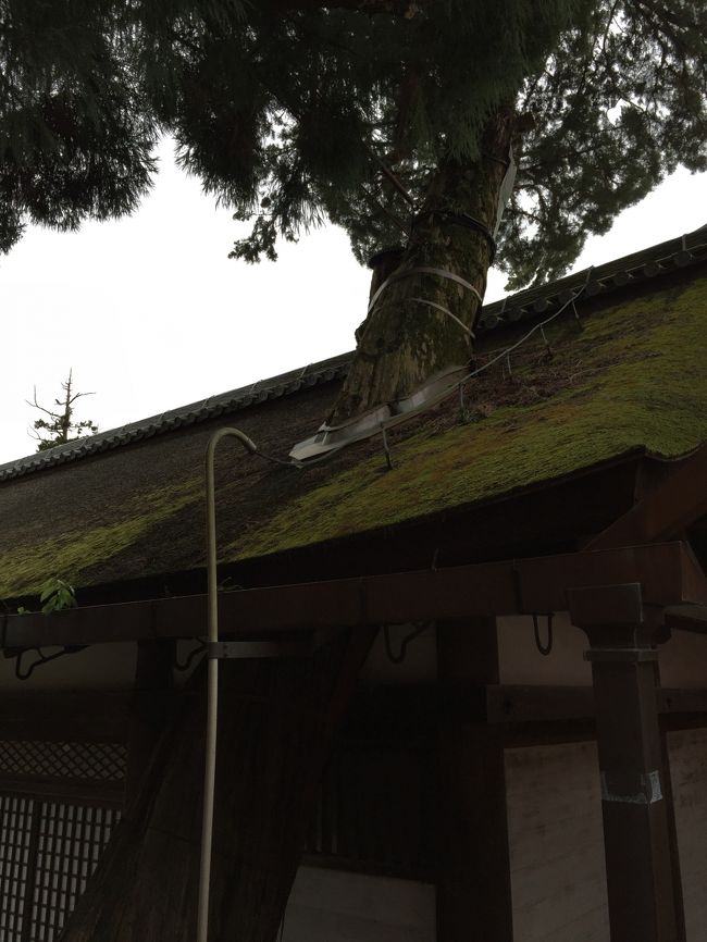 御神木の枝が屋根を突き抜けていた。