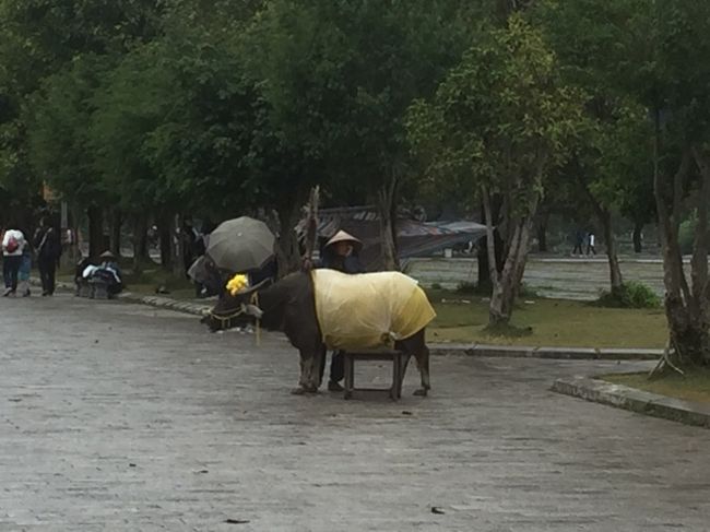 お金を払うと水牛に乗れます。