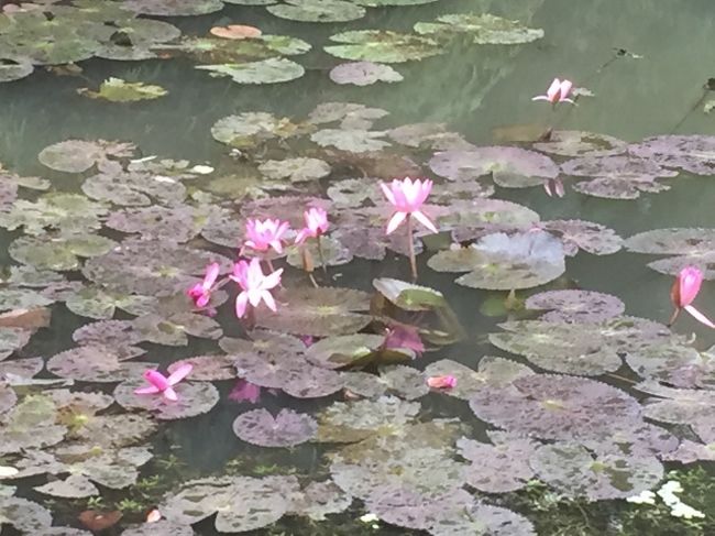 ベトナムの国花である蓮。<br />あちこちで咲いてました。