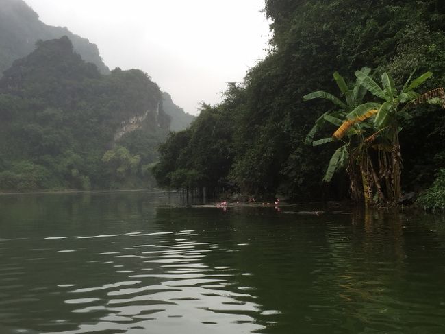 浅い川岸のところどころに蓮の花が。