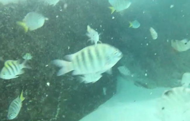 魚とともに泳ぐ！<br />スマホを防水ケースに入れてムービーを撮って、スクリーンショットにしました。<br />ムービーを見たら私は30秒程度しか潜れないらしい。<br />イーサン・ハントは３分潜れるってのに。<br />せめて１分潜れるようにしよう。<br />30秒じゃろくなムービーが撮れん。