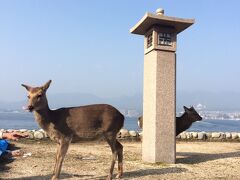 　フェリーから降りると鹿がお出迎え。
　宮島＝厳島と、この旅を調べていて初めて知りました。以前訪問したことはあったのに。