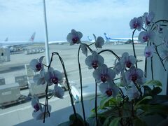 空港には胡蝶蘭がいっぱいでした
