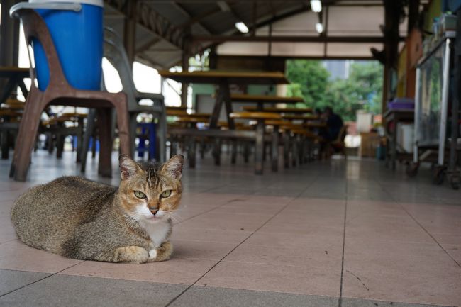 雨が止み、歩いてチャイナタウン方面へ。途中の屋台街にいた猫。