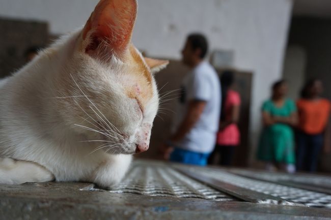 猫。かわいい。ここは、ザビエルが安置されていた場所。ここでは、コインを投げて入るかどうかを占う運勢占いが、名物みたい。何人かがトライしていました。