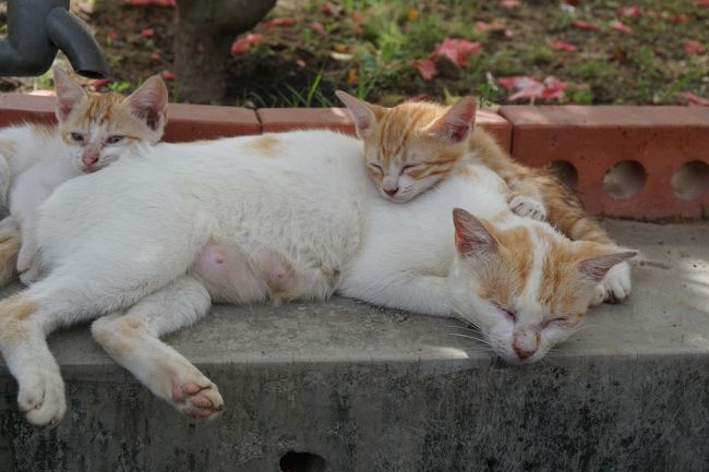 そして、チャリチャリと2人で自転車を漕ぎ、向かった先は…海峡の見えるモスクへ。<br /><br />まずは猫さん。
