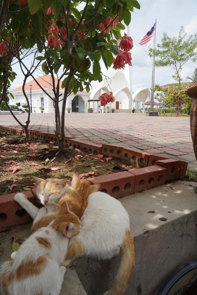 帰りにも猫さんを。