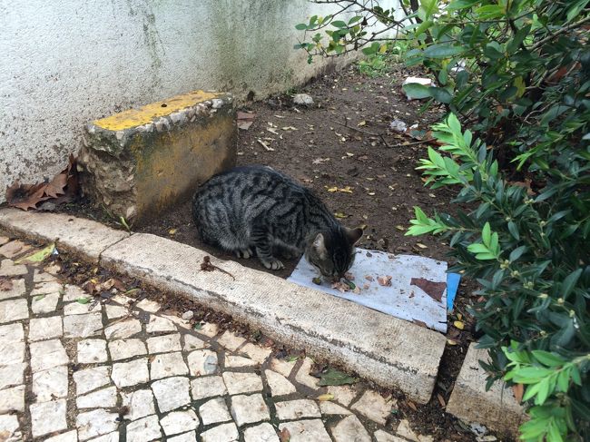 満腹になって駅に戻ります。<br /><br />戻る途中でこの旅で初めてのにゃんこ発見。<br />ご飯に夢中で全然こっちみてくれませんでした。<br /><br />この後、12:31にエントロンカメント出発のIC（インテルシダーデ。急行列車）でポルトに向かいました。